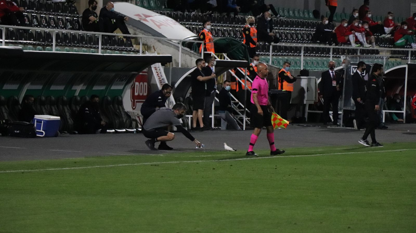 Maç oynanırken sahaya inen güvercine su ikram edildi