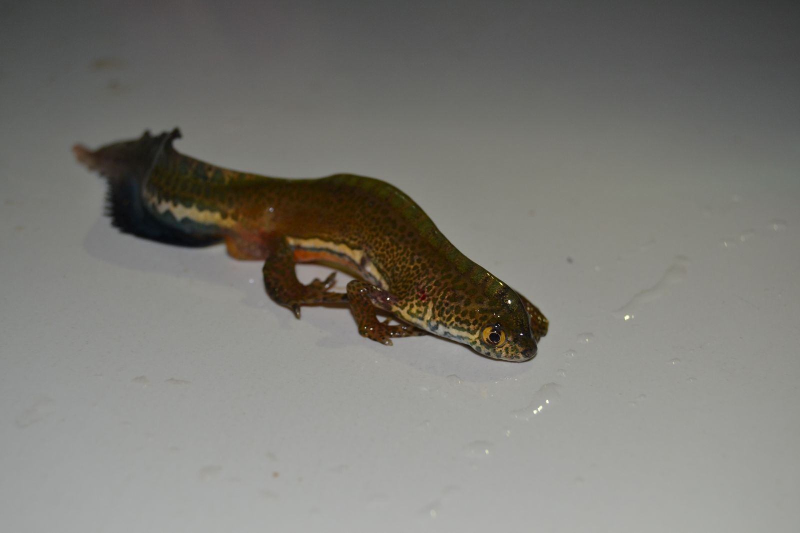 Köylünün ilk önce balık sandığı canlı bakın ne çıktı