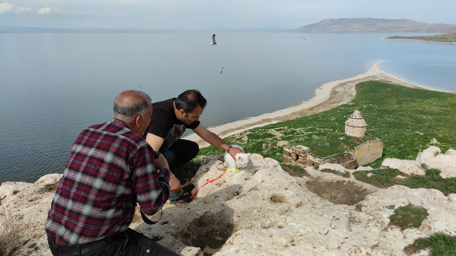 Astronot Rubins’e hediye edilecek Van kedisi Çarpanak Adası’nda podyuma çıktı