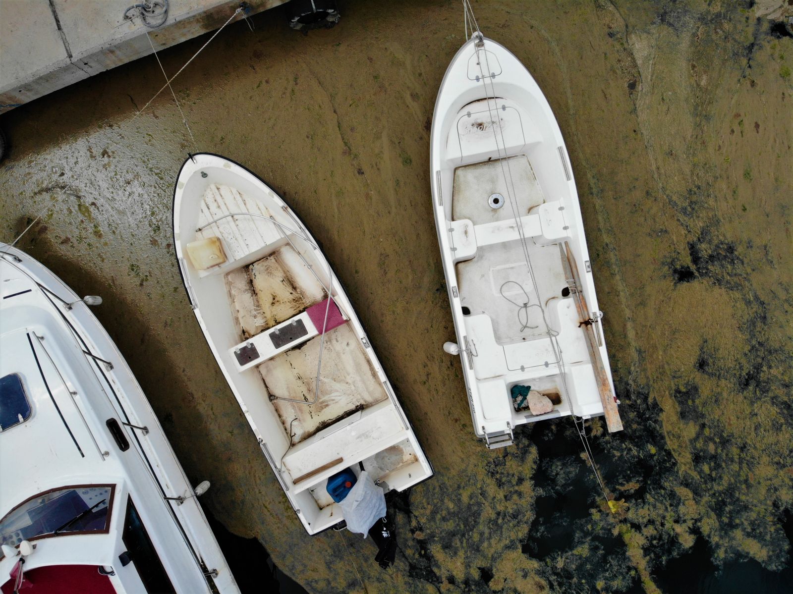 Balıkçıların korkulu rüyası İzmit Körfezi’ni esir aldı