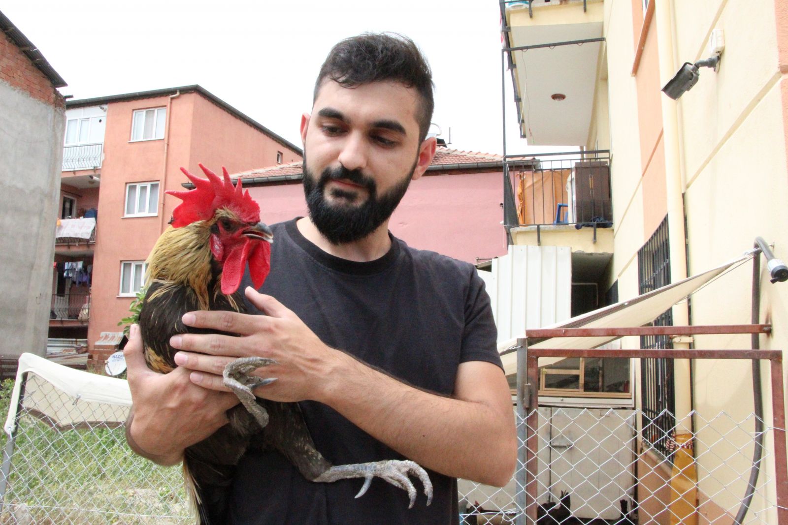 Ünü dünyaya yayılan ‘Bayılan horoz’ İngiltere’den davet aldı