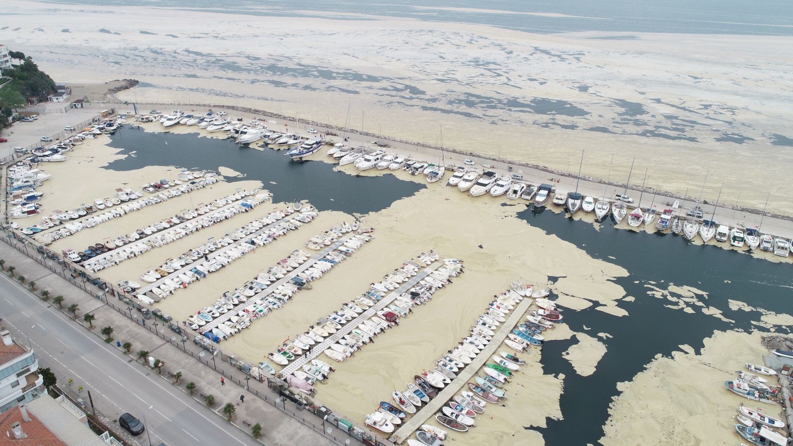 Deniz salyaları canlıların sonu oluyor...Balıklardan sonra şimdi de su samuru vurdu