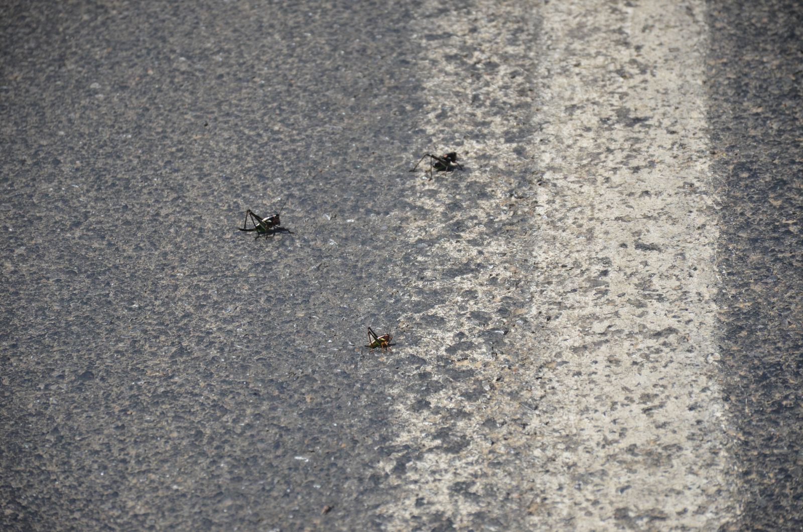 Çiftçiler tedirgin: Bu çekirgeler önlerine çıkan her şeyi yiyorlar