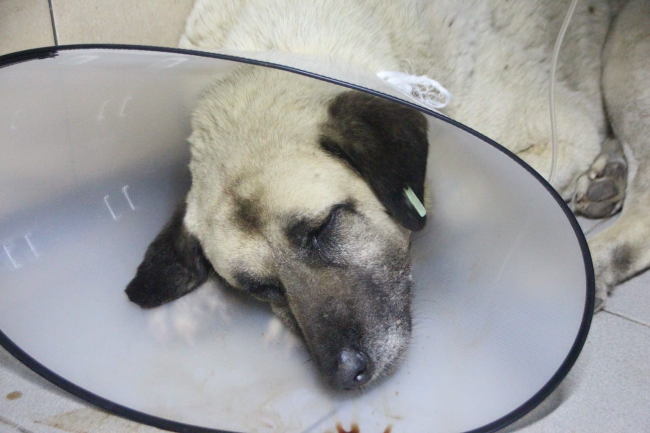 Veterinere götürülen köpeğin vücudunda onlarca saçma çıktı