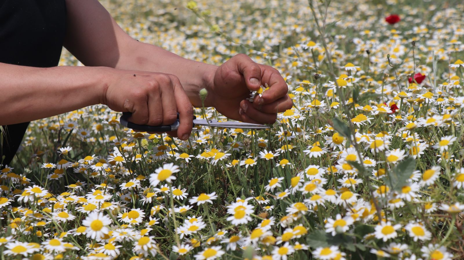 Adeta şifa deposu! Mayıs papatyasında hasat zamanı