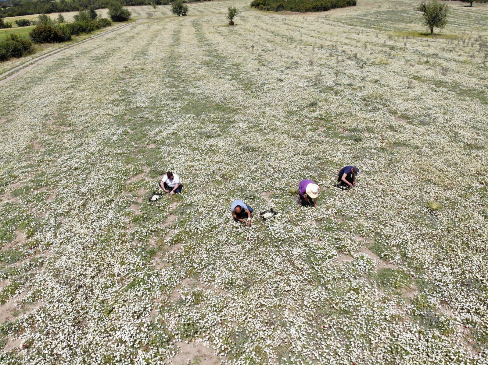 Adeta şifa deposu! Mayıs papatyasında hasat zamanı