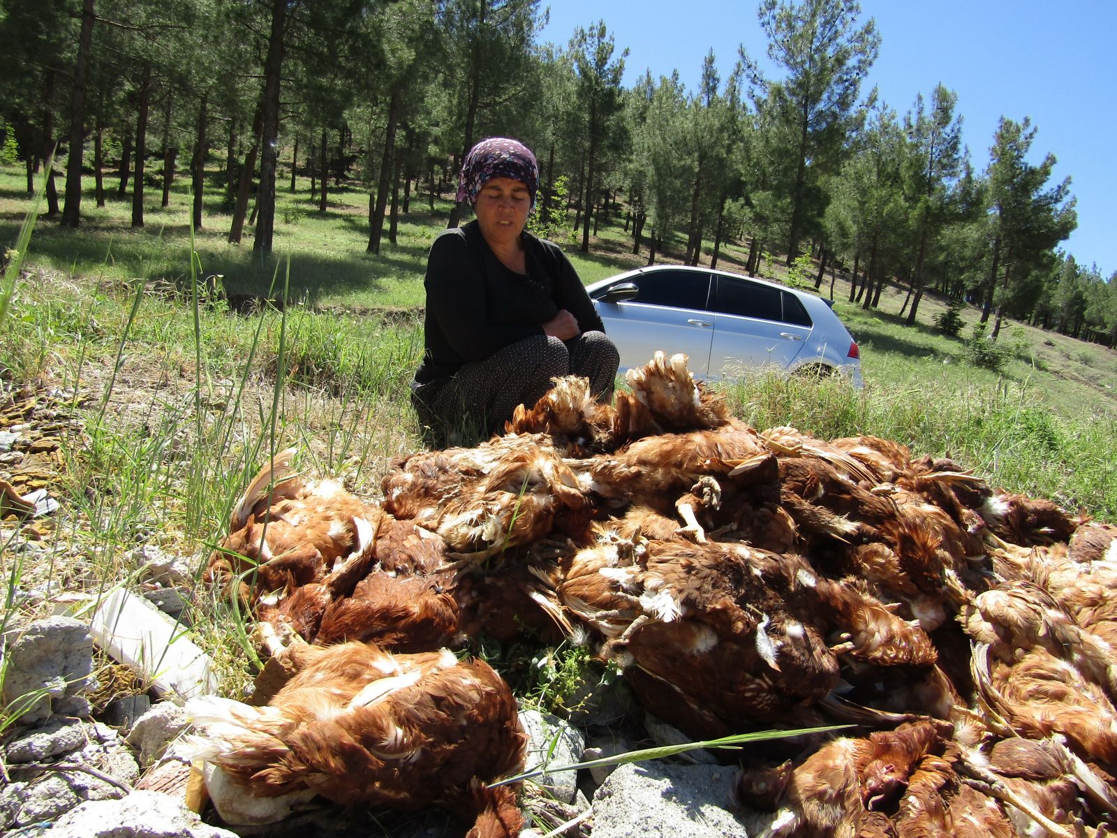 Sokak köpeği dehşeti! 280 tavuğu parçaladılar