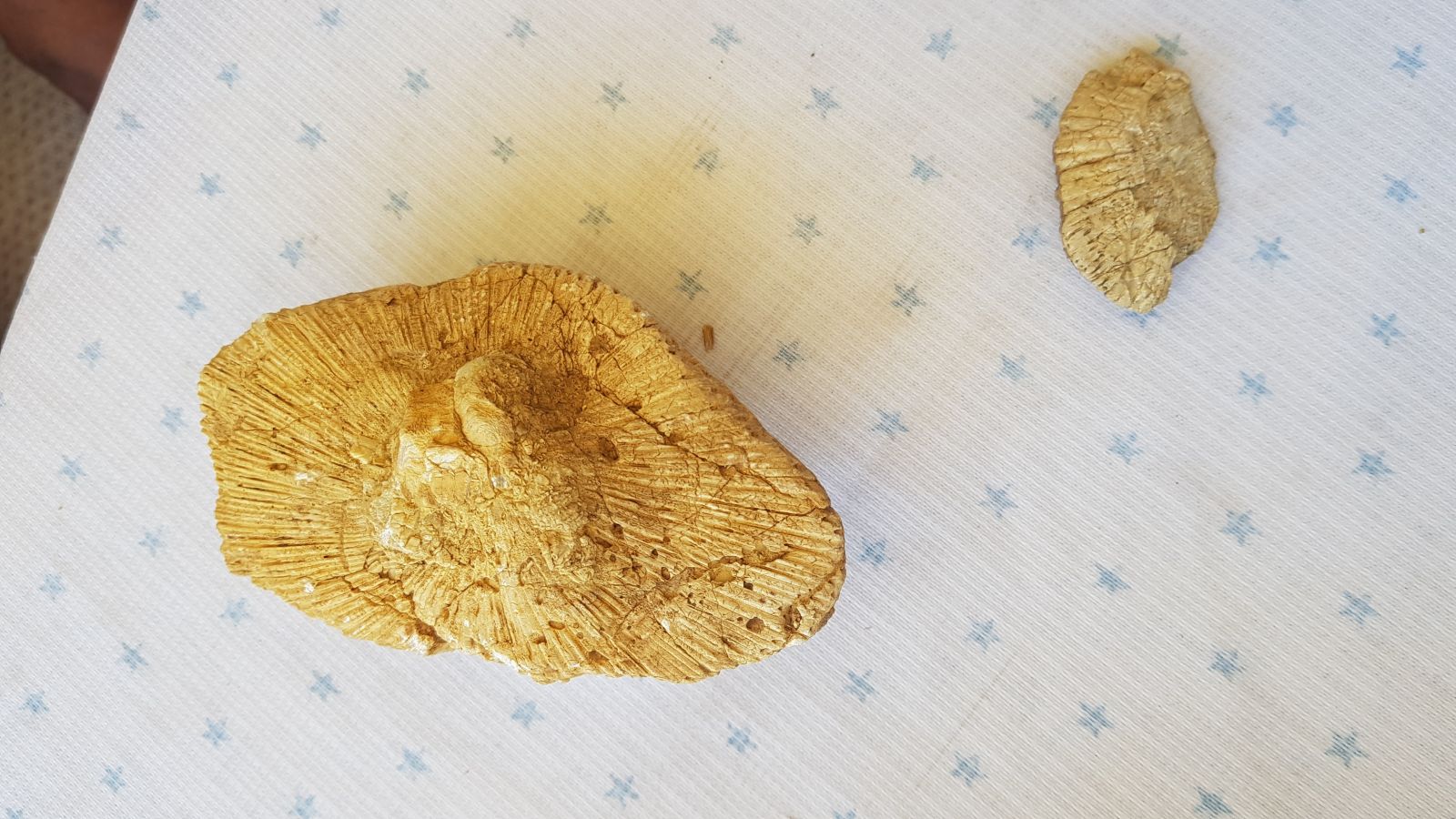 Doğa gezisinde bulduğu taş 45 milyon yıllık fosil çıktı