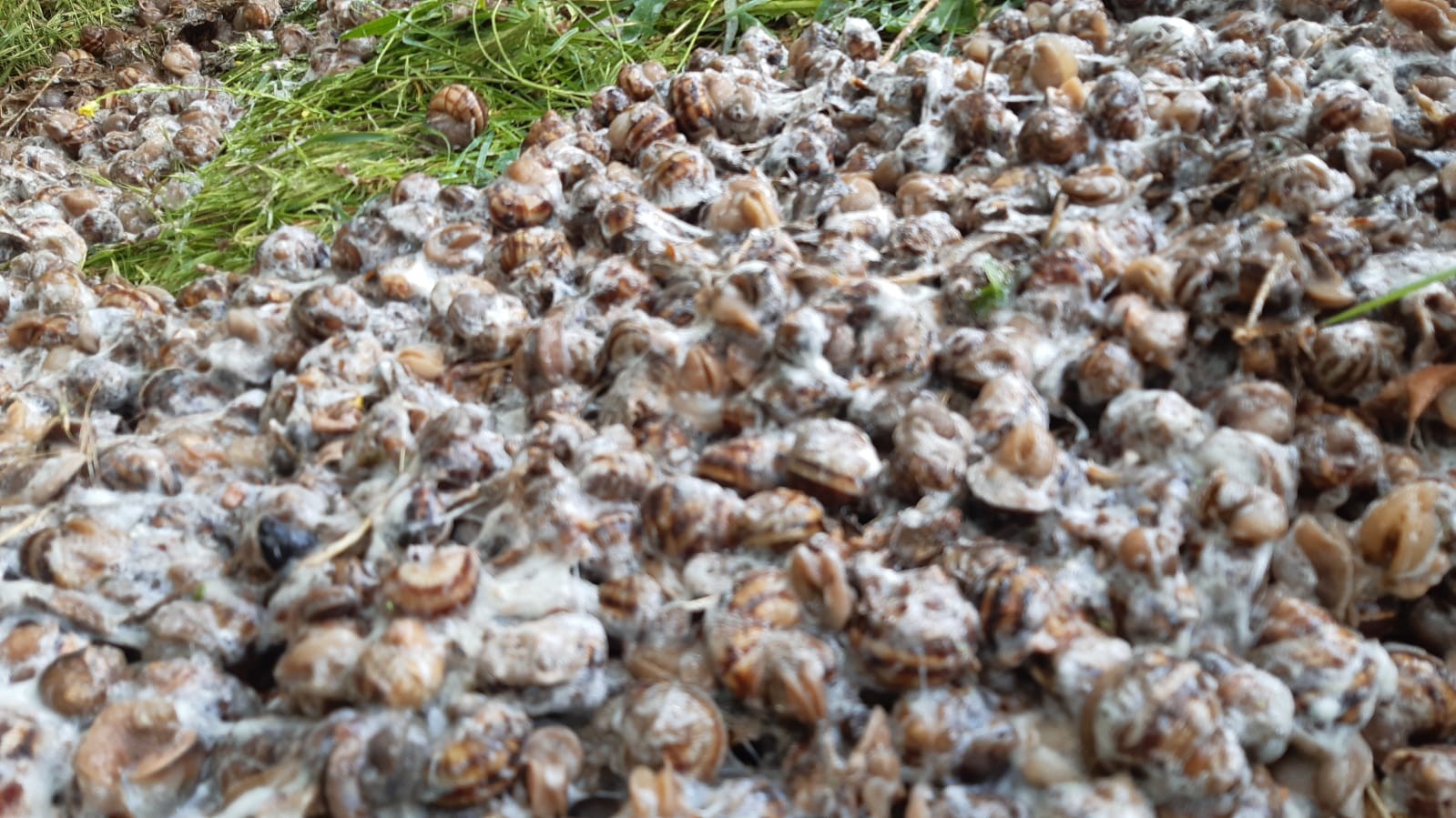 Afyonkarahisar'da 5 çuval kaçak salyangoz ele geçirildi