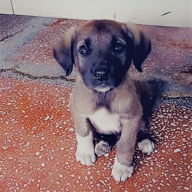 Yavru köpeği çuvala bağlayıp ölüme terk ettiler