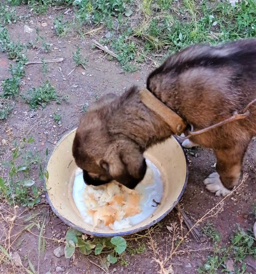 Yavru köpeği çuvala bağlayıp ölüme terk ettiler