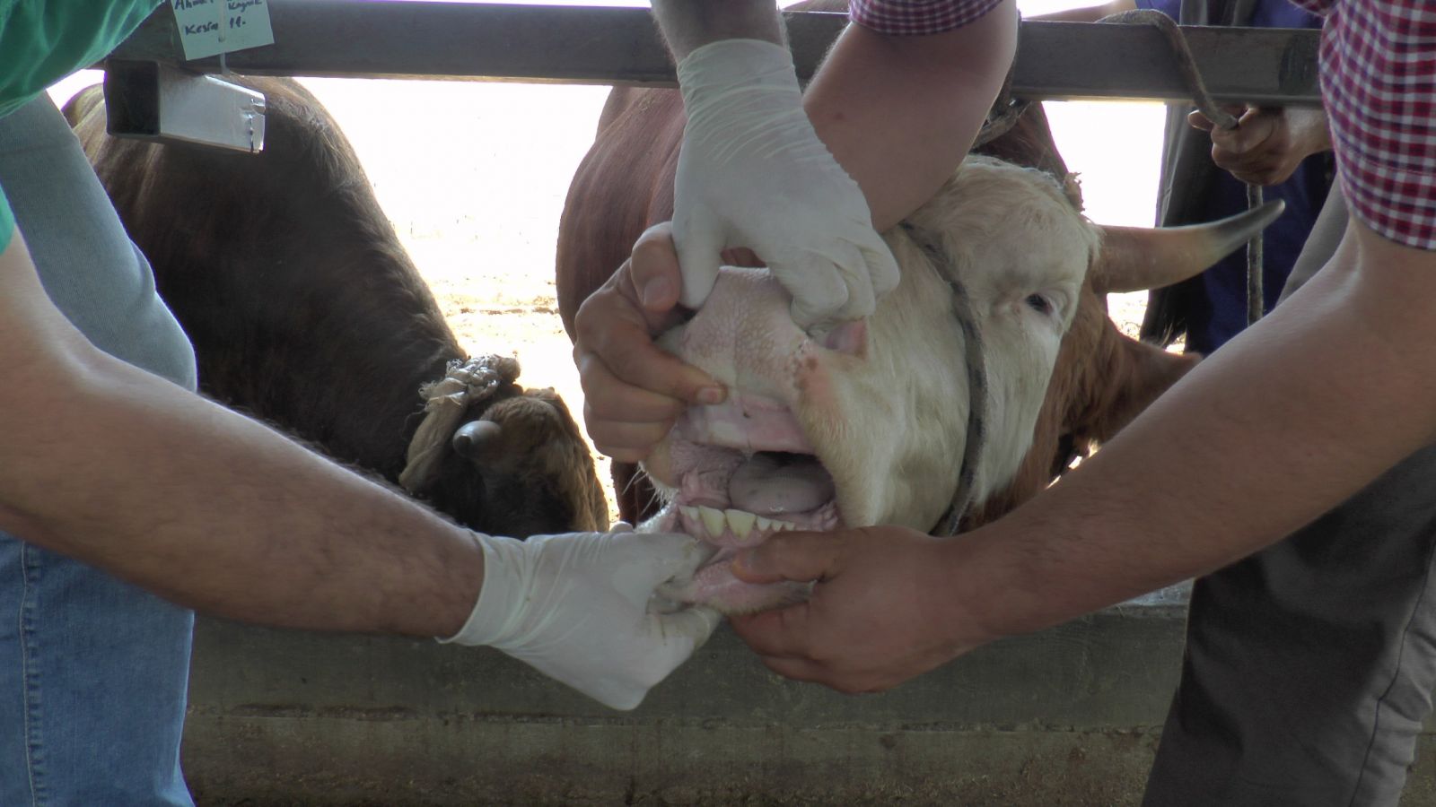 Kurbanlık alırken nelere dikkat edilmeli?