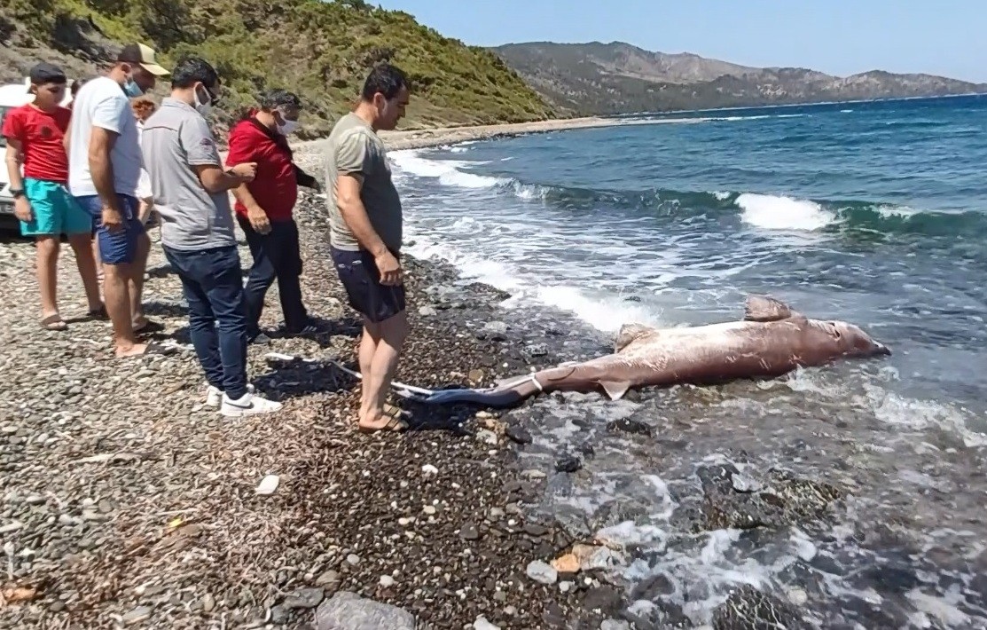 3 metrelik köpek balığı kıyıya vurdu
