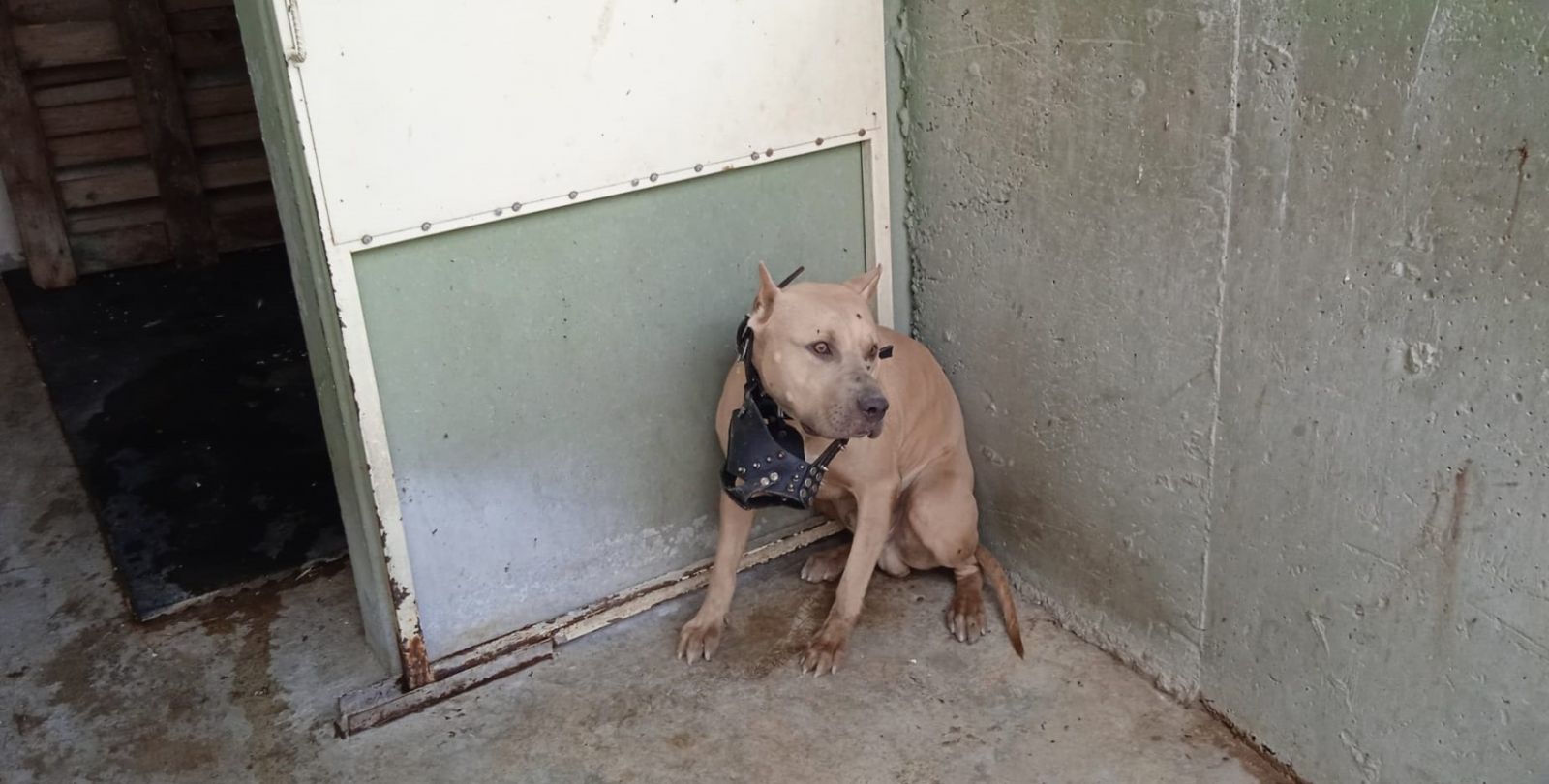 Tehlikeli ırk köpek besleyenlere kısırlaştırma ve kayıt zorunluluğu