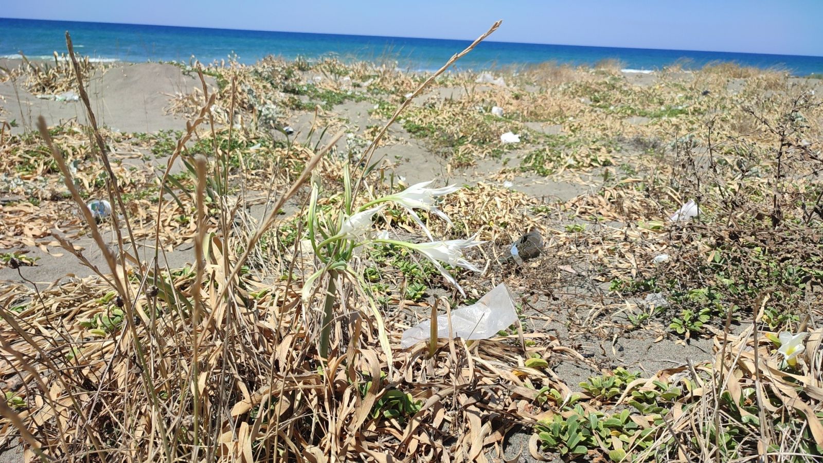 Bu çiçeği koparmanın cezası 80 bin lira Bu çiçeği koparmanın cezası 80 bin lira