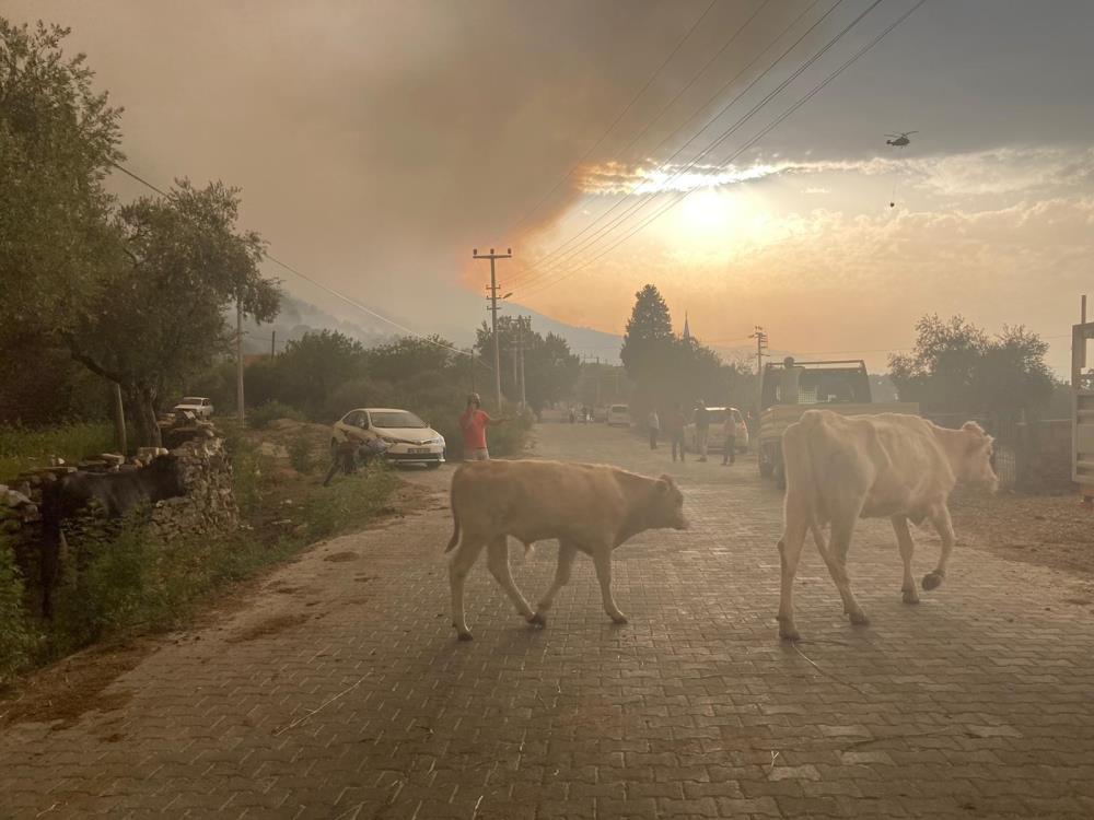 Alevlerin arasında kalan hayvanların çaresizliği duygulandırdı