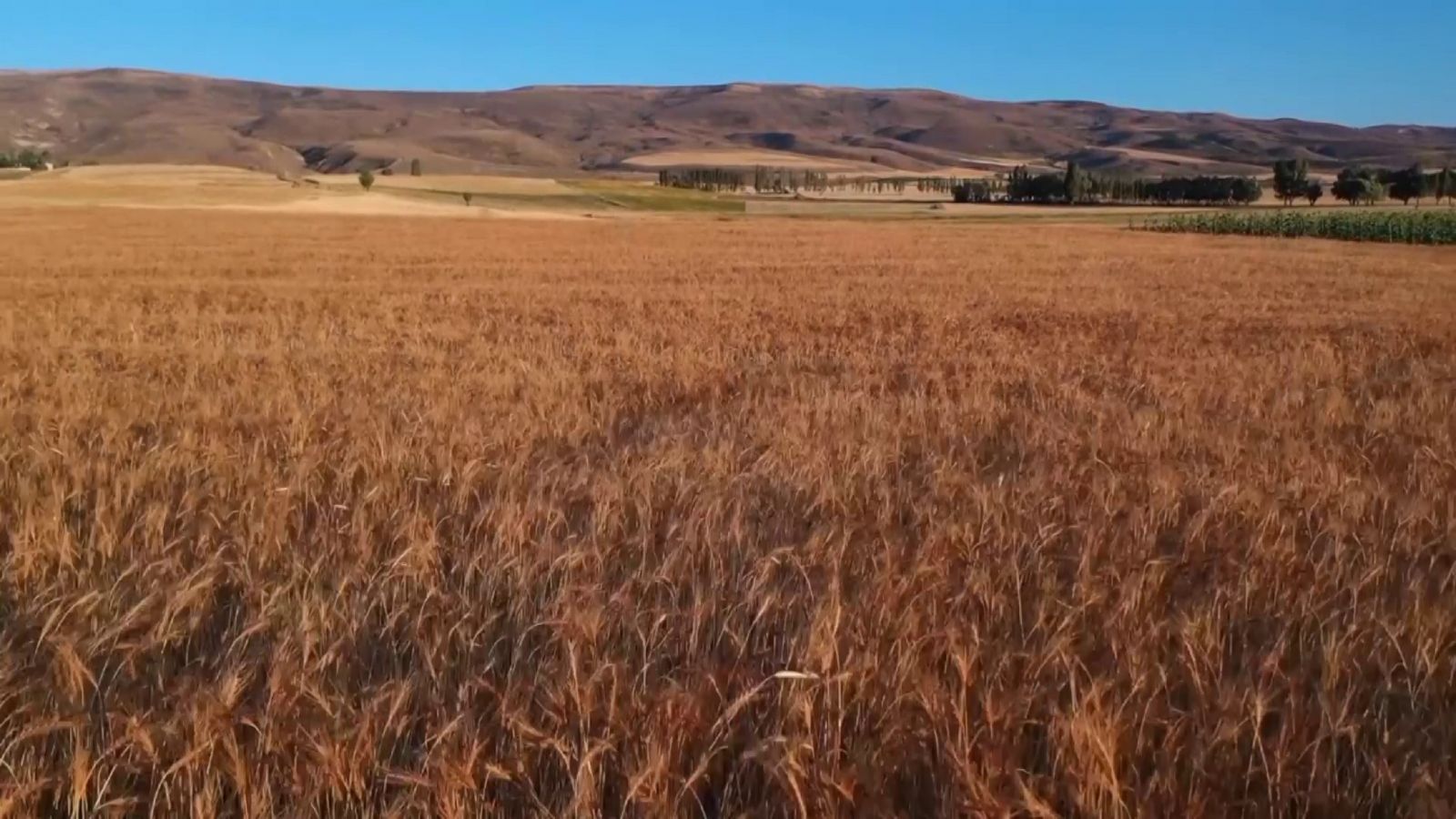 Evinde ürettiği bakteri ile tarımsal üretimini ikiye katladı Evinde ürettiği bakteri ile tarımsal üretimini ikiye katladı