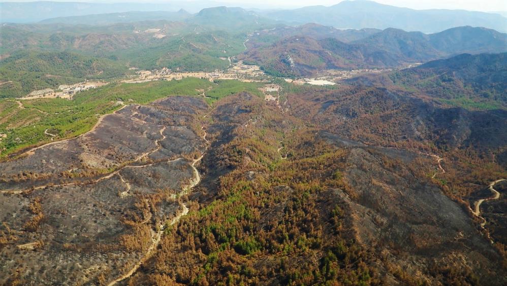 Muğla’nın orman varlığı yüzde 8 azaldı