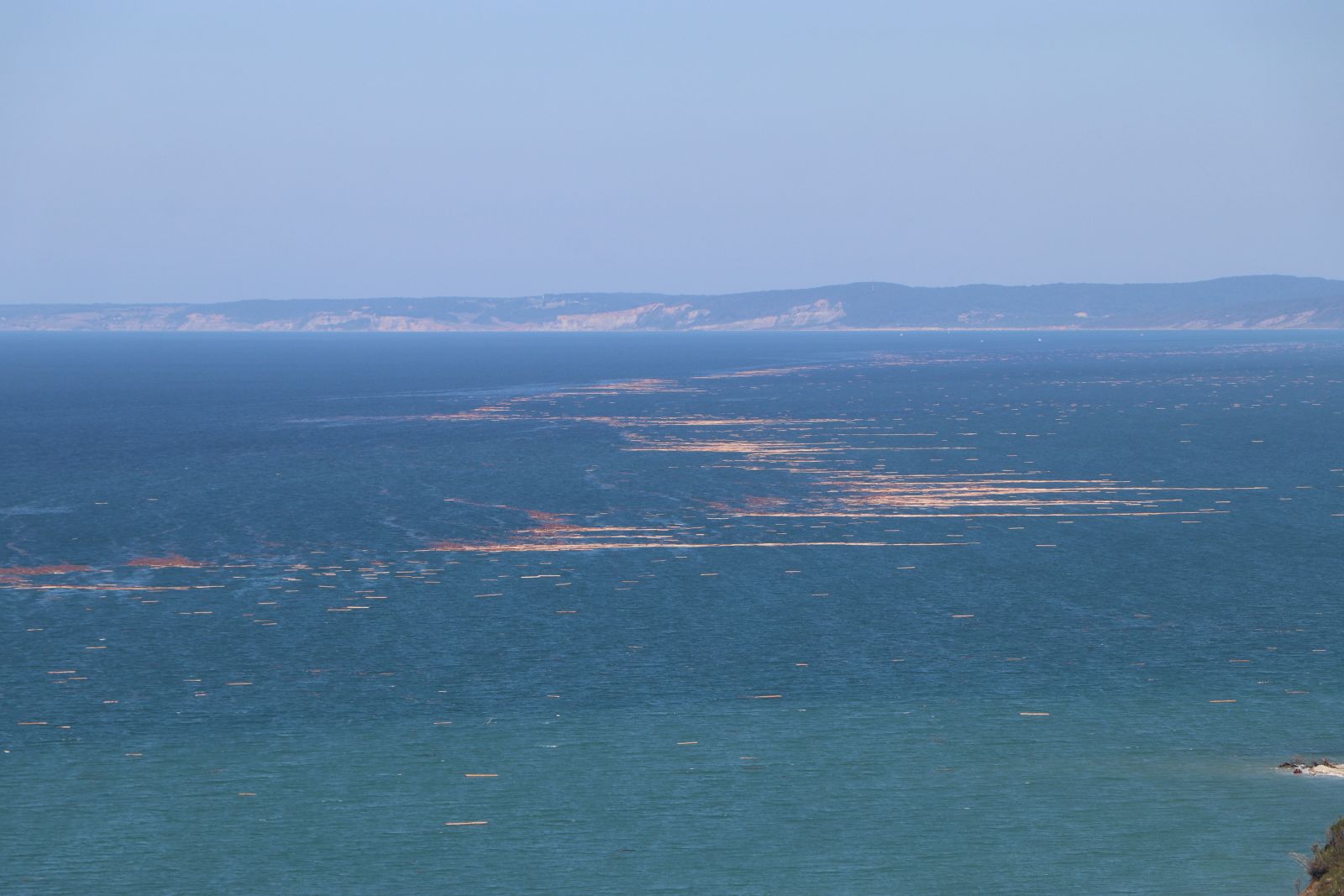 Karadeniz’de korkunç görüntü! Tomruk adacıkları oluştu