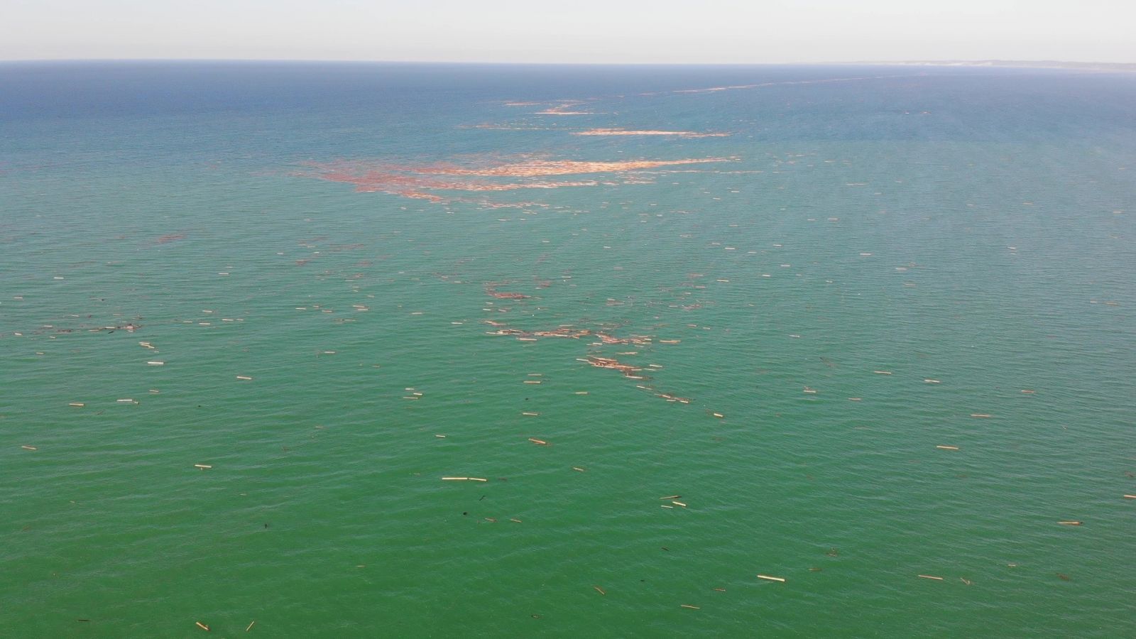 Karadeniz’de korkunç görüntü! Tomruk adacıkları oluştu