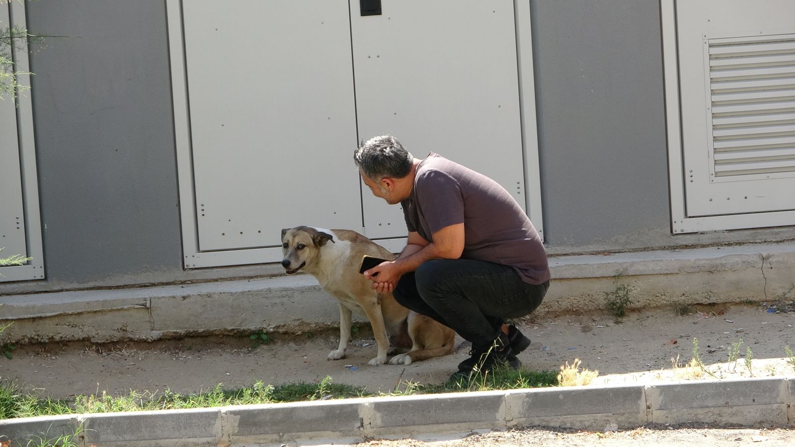 'Daire 16'nın sokak köpeği isyanı sosyal medyanın gündeminde