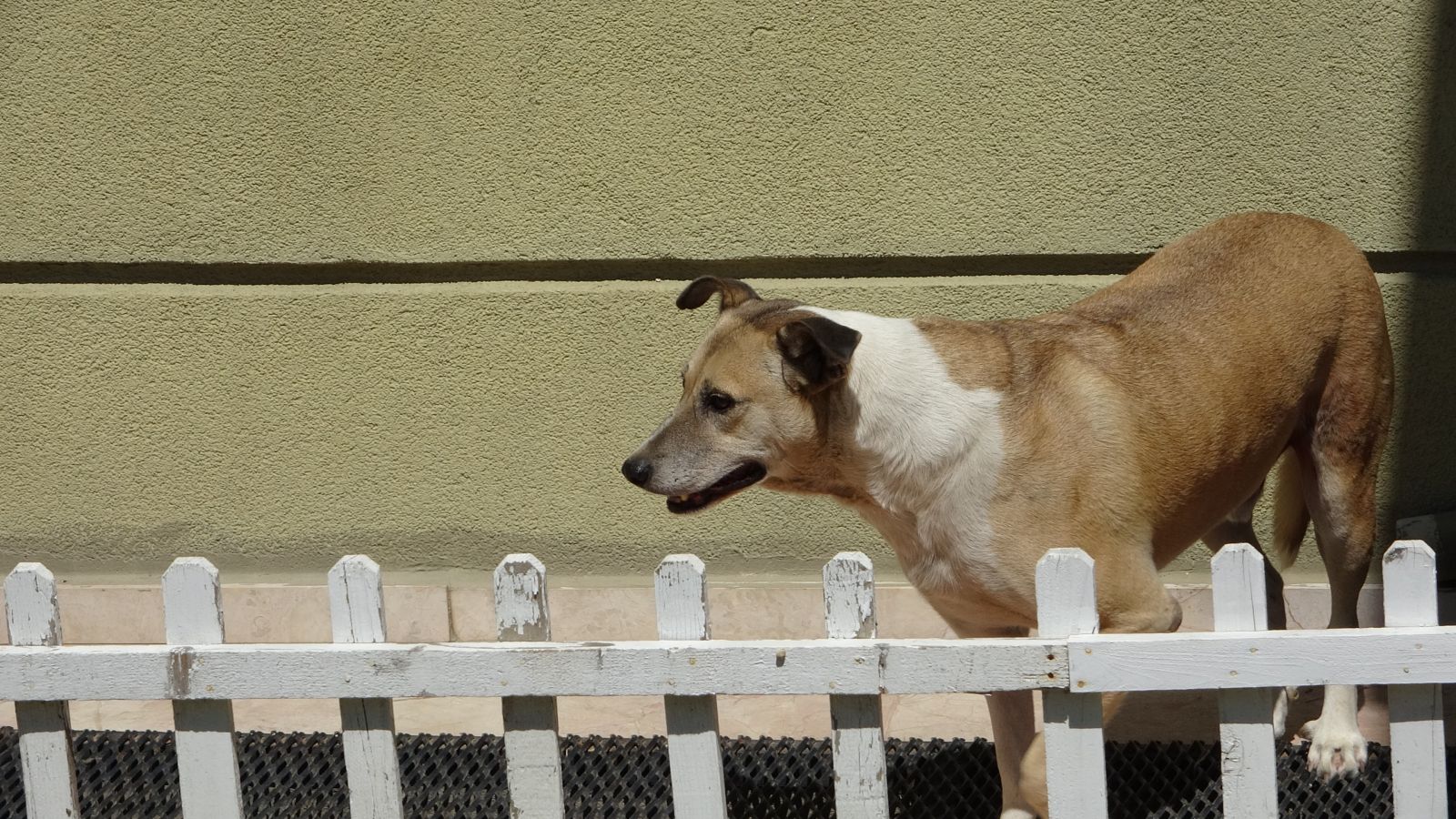 'Daire 16'nın sokak köpeği isyanı sosyal medyanın gündeminde