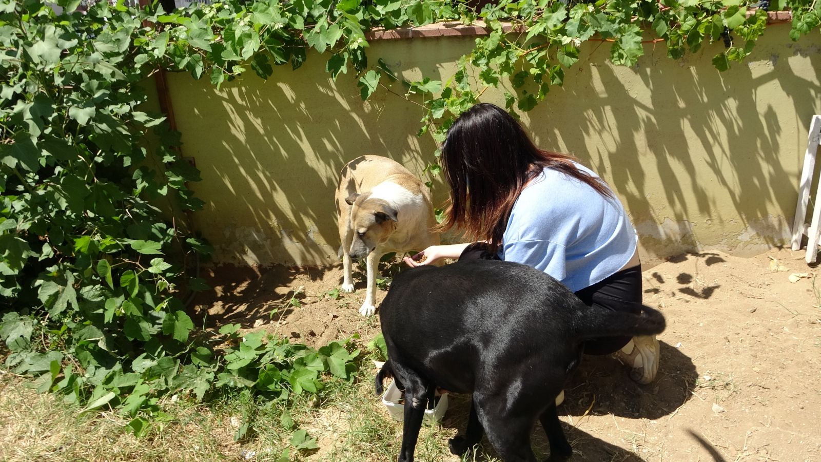 'Daire 16'nın sokak köpeği isyanı sosyal medyanın gündeminde