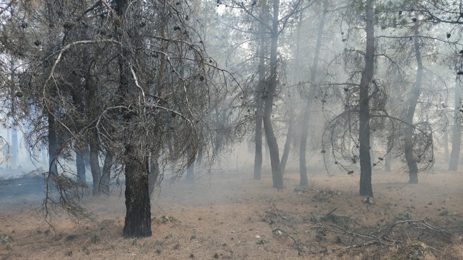 Denizli’de orman yangını! Kısa sürede kontrol altına alındı Denizli’de orman yangını! Kısa sürede kontrol altına alındı