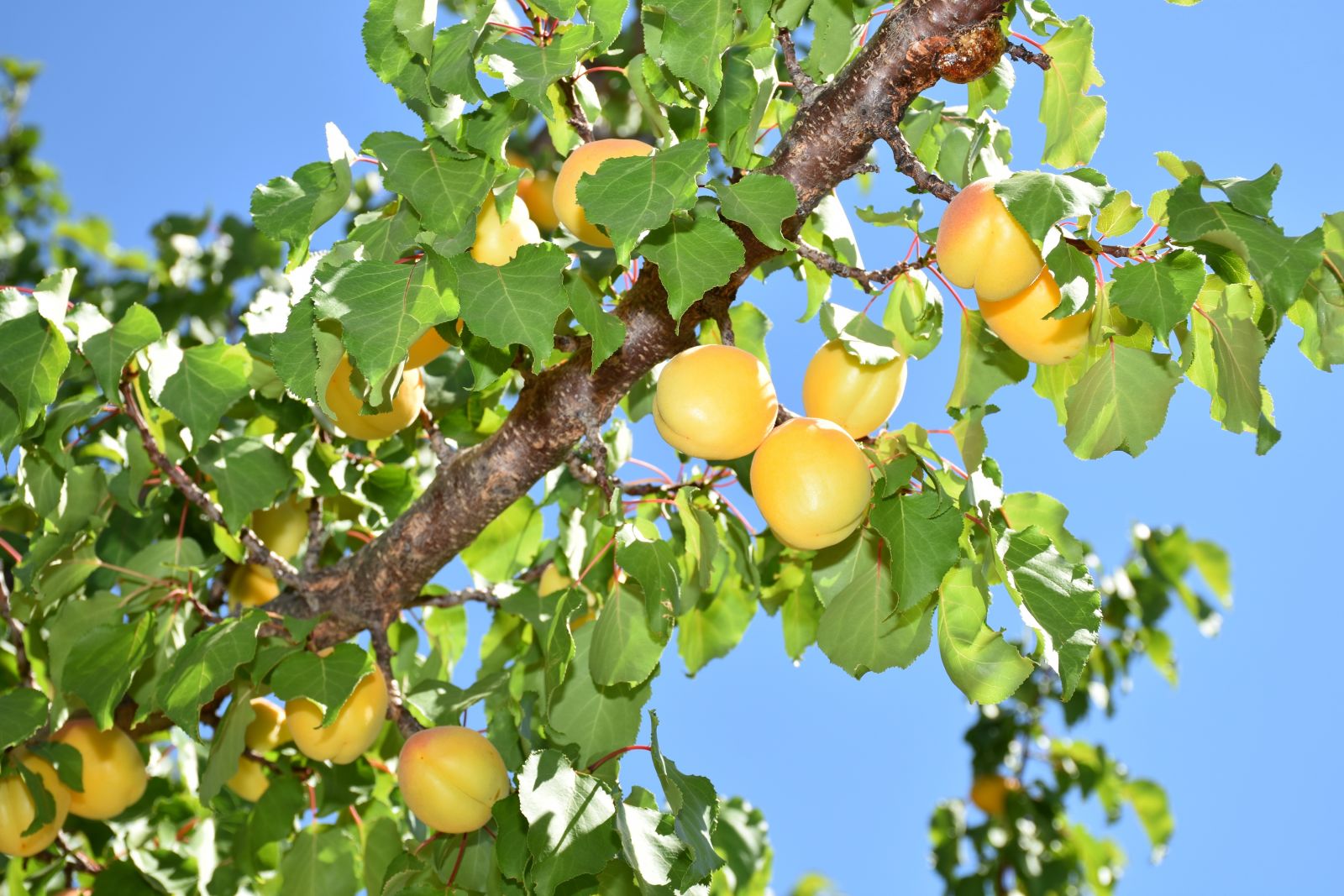 Malatyalılardan tartışmalara tepki: “Kayısı bizim”