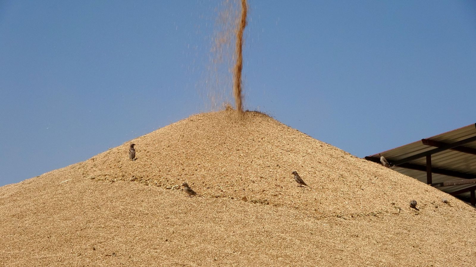 Üreticiler endişeli: “Fiyat yüksek ama ürün yok” Üreticiler endişeli: “Fiyat yüksek ama ürün yok”