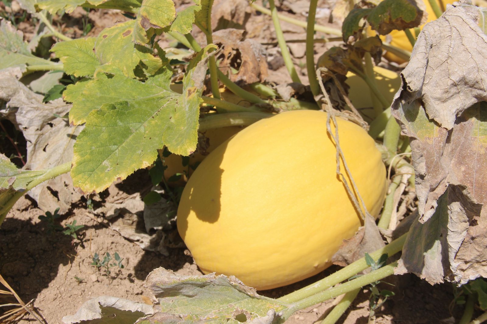 Merak üzerine ekmeye başladı! Üretimiyle Türkiye’ye açıldı