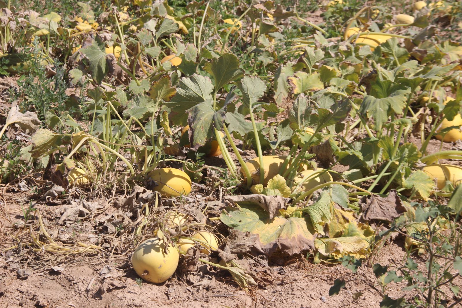 Merak üzerine ekmeye başladı! Üretimiyle Türkiye’ye açıldı