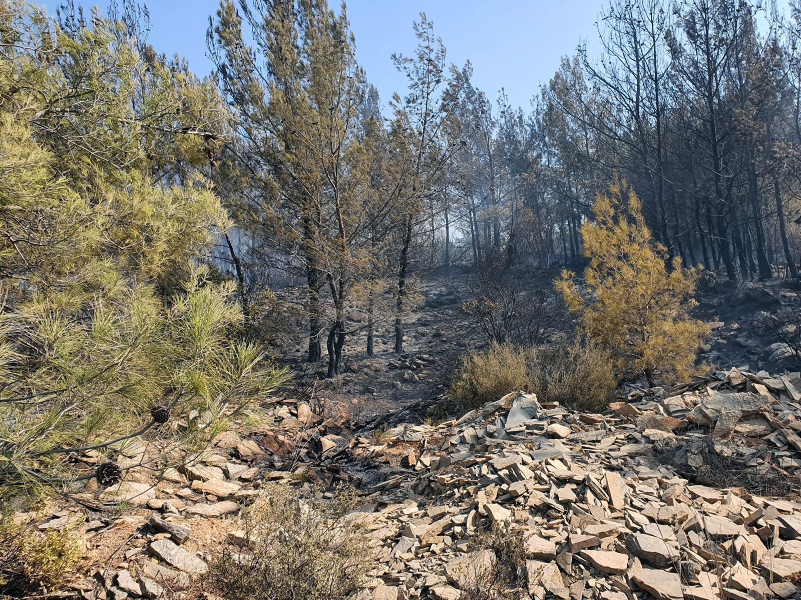 Bodrum’da yangın! Büyümeden kontrol altına alındı