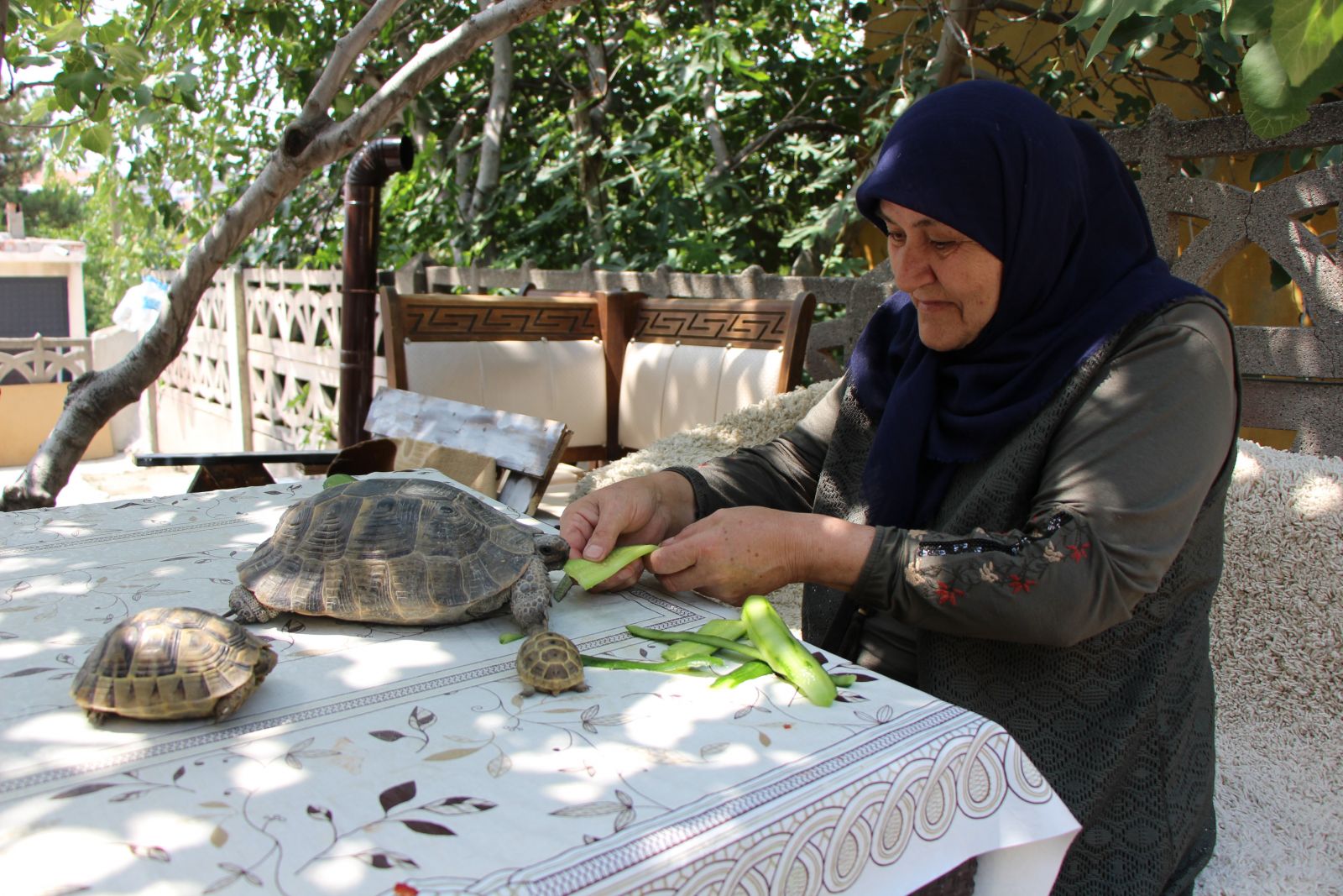 Kaplumbağalara evini açtı! 15 yıldır gözü gibi bakıyor