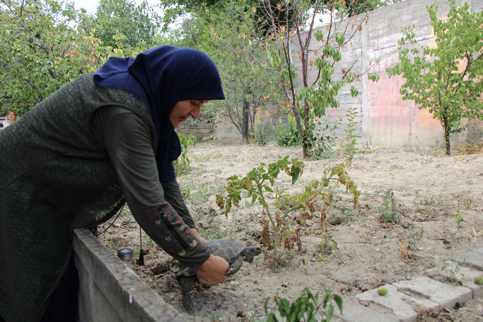 Kaplumbağalara evini açtı! 15 yıldır gözü gibi bakıyor