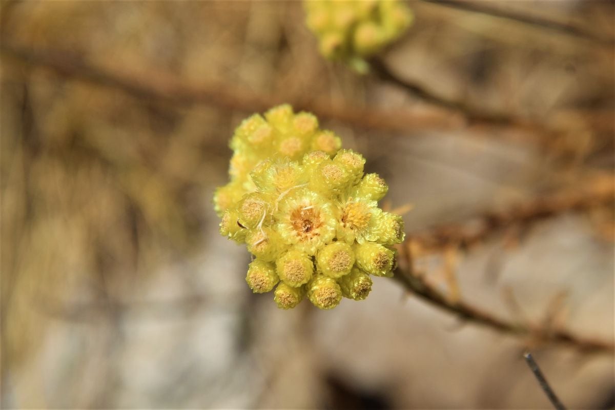 Dünyada 11 adet kalan 'Aydın Ölmez Çiçeği' korunmayı bekliyor