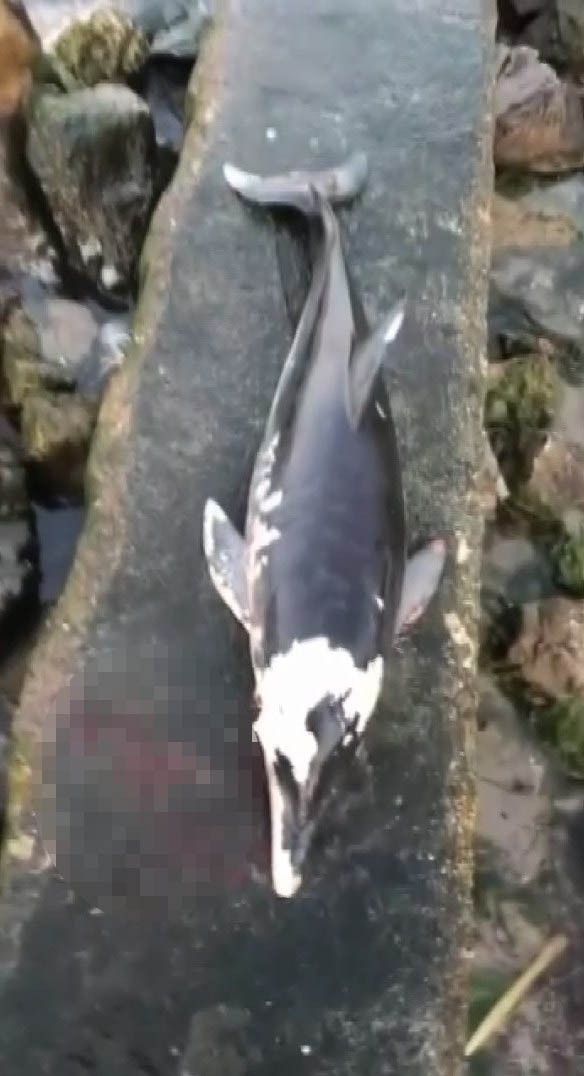 Bursa’da korkunç olay! Yunus balığını canice öldürdüler