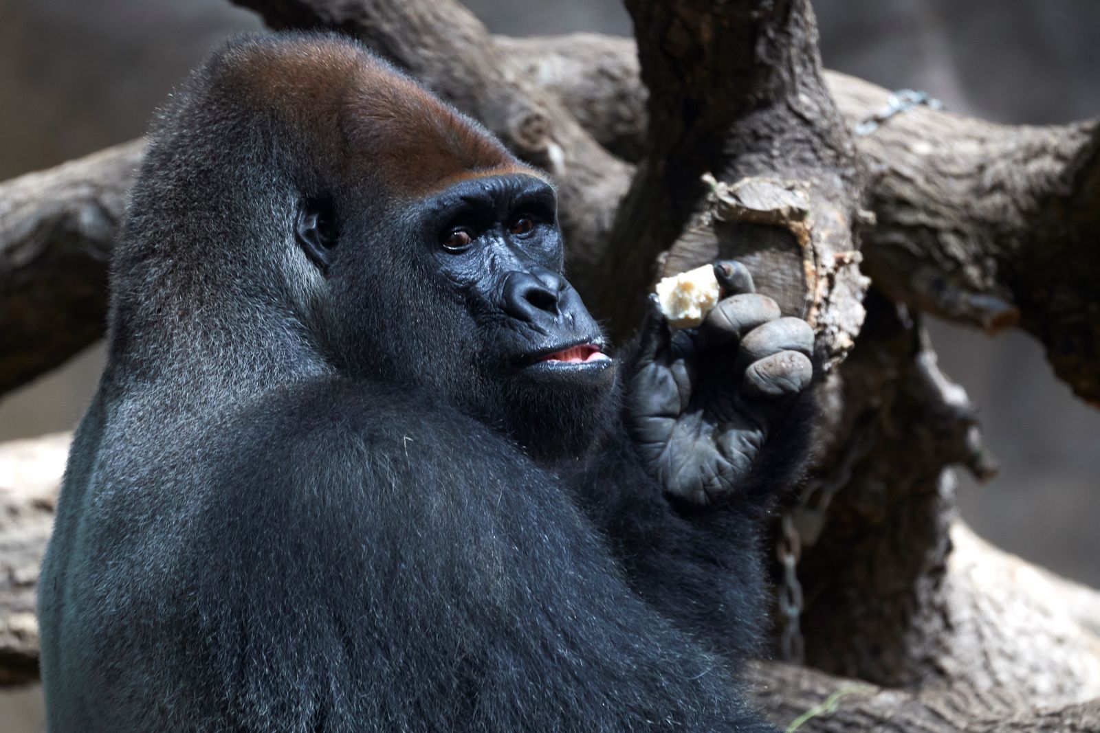 ABD'de koronaya yakalanan goril sayısı 18'e yükseldi ABD'de koronaya yakalanan goril sayısı 18'e yükseldi