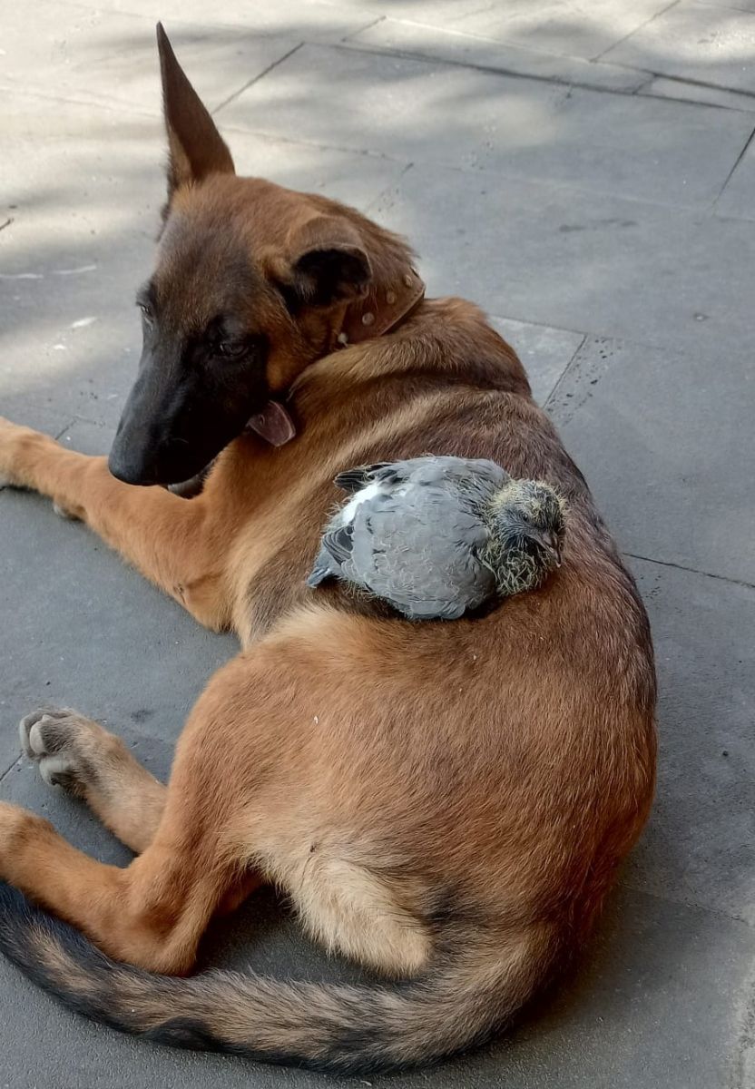 Köpek ile yavru güvercinin şaşırtan dostluğu