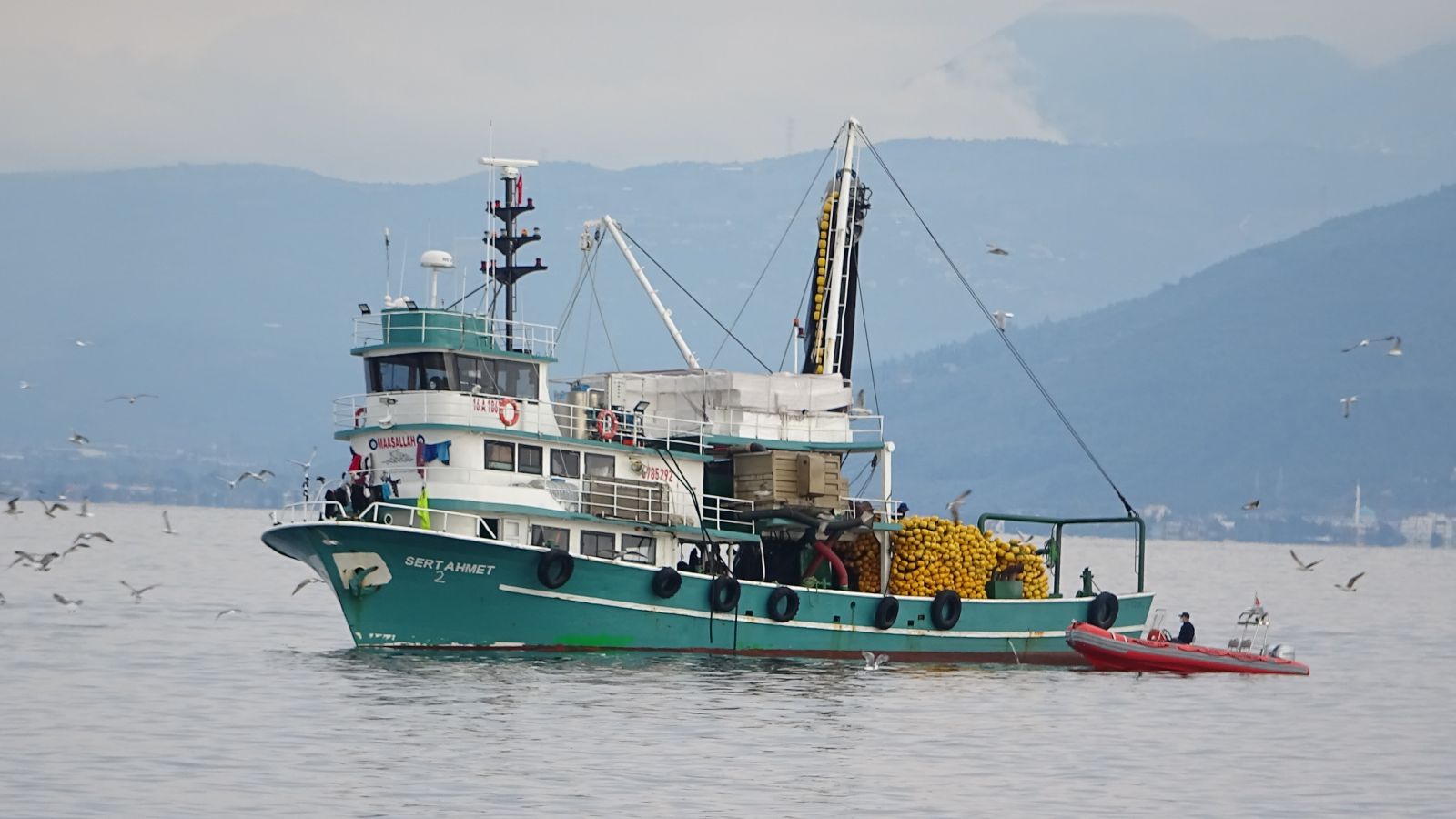 Marmara'da balık bolluğu! Birkaç saatte 600 ton...