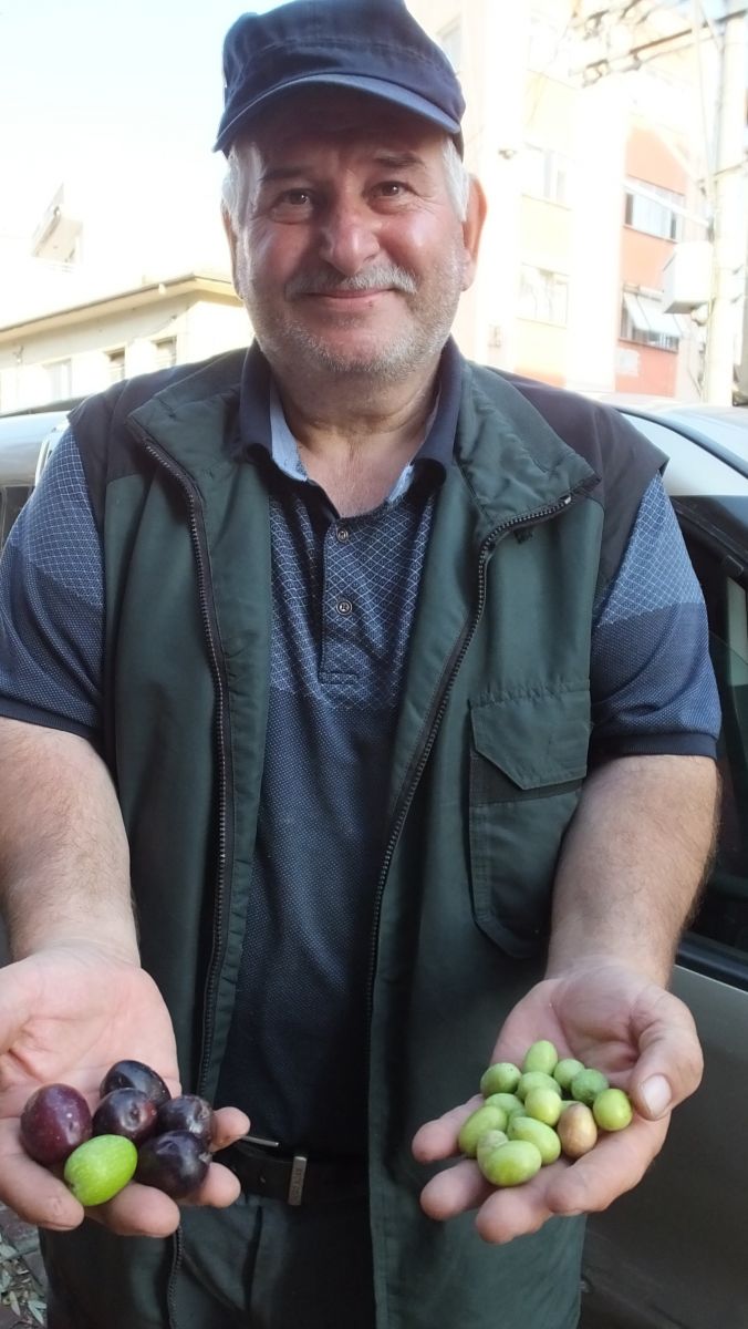 Burhaniyeli üretici ceviz büyüklüğünde zeytin yetiştirdi