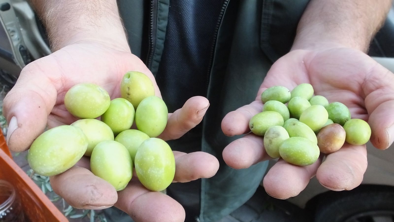 Burhaniyeli üretici ceviz büyüklüğünde zeytin yetiştirdi
