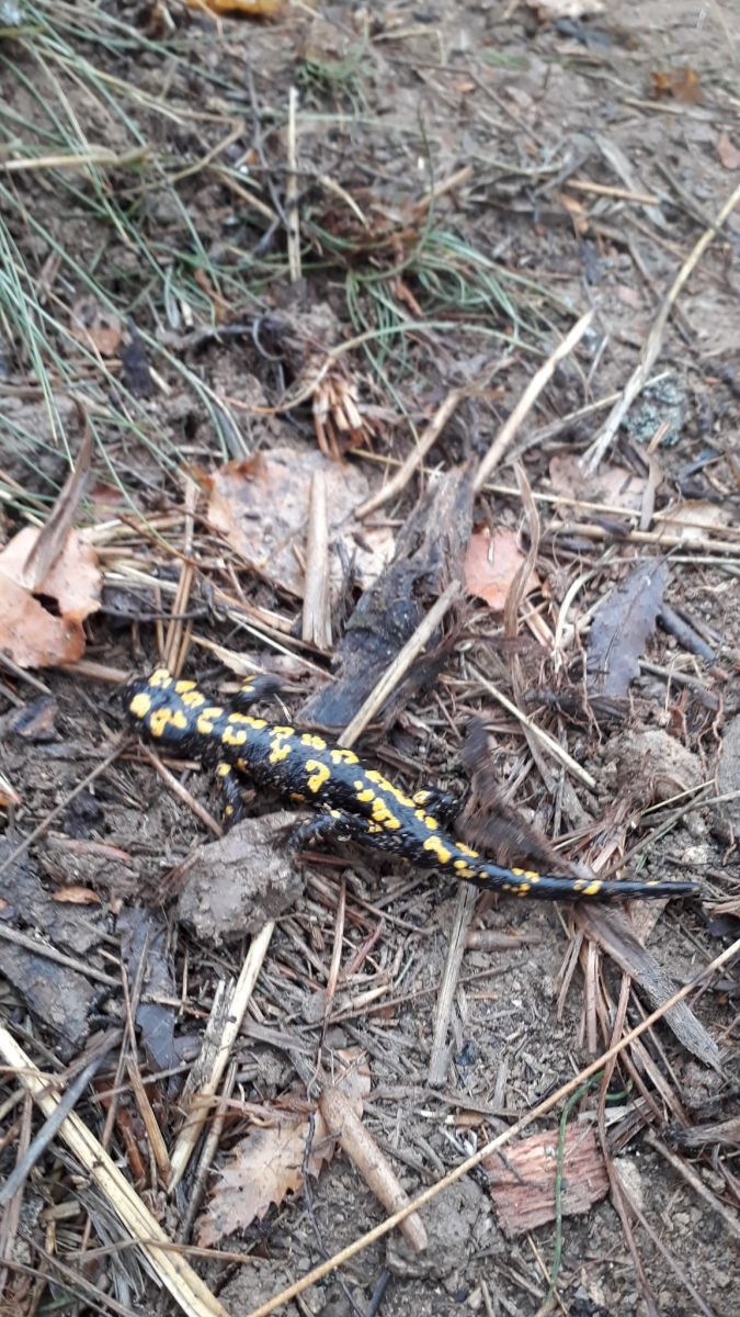 Tunceli’de benekli semender görüntülendi