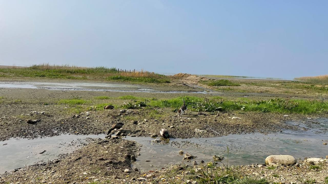 İznik Gölü'nde korkutan görüntü