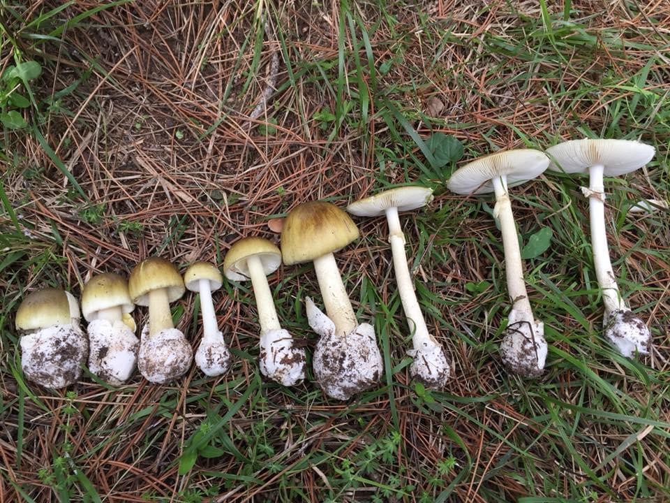 Uzmanından uyarı: Yanlış bilgiler mantar zehirlenmesine sebep oluyor