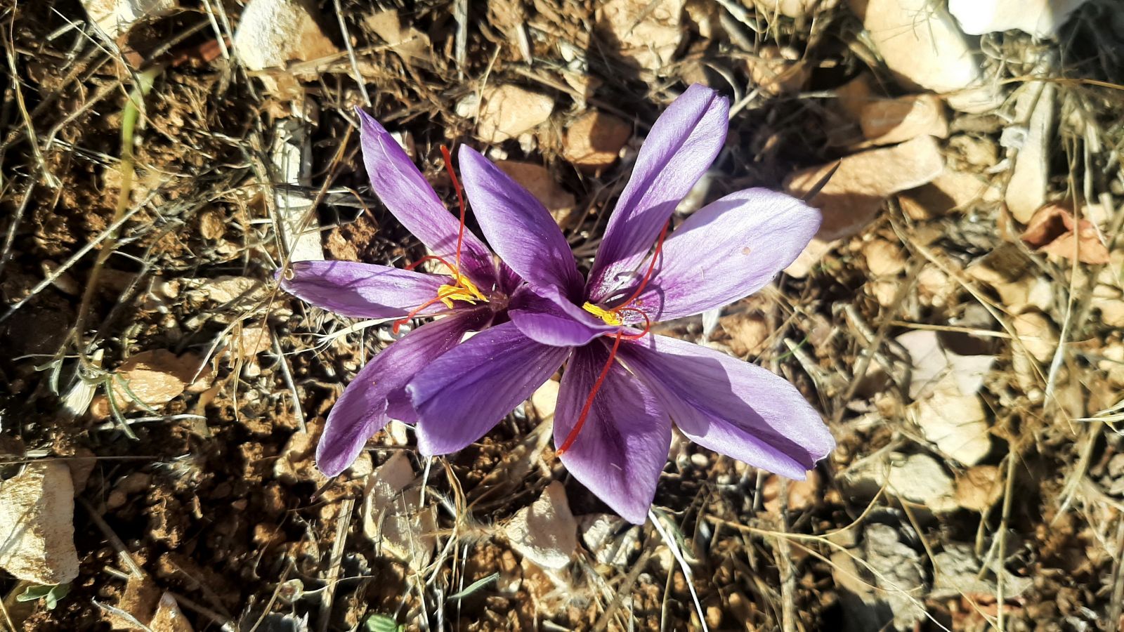 Deneme amaçlı başladı: 250 gramından 25 bin lira gelir elde edecek