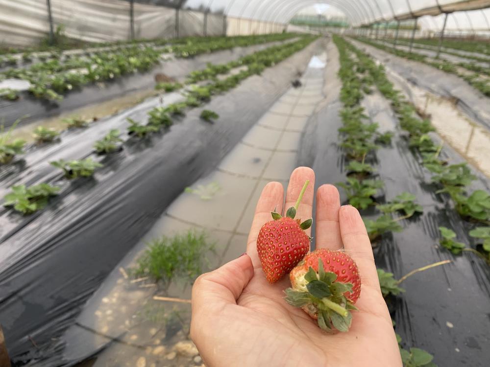 Antalya'da çilek seraları sular altında kaldı