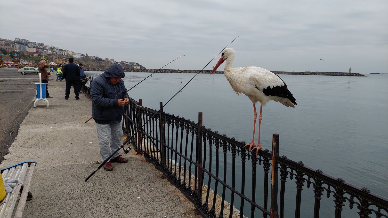 Bacağındaki halka geçmişini ortaya çıkardı! Göç yolunda başına gelmeyen kalmadı