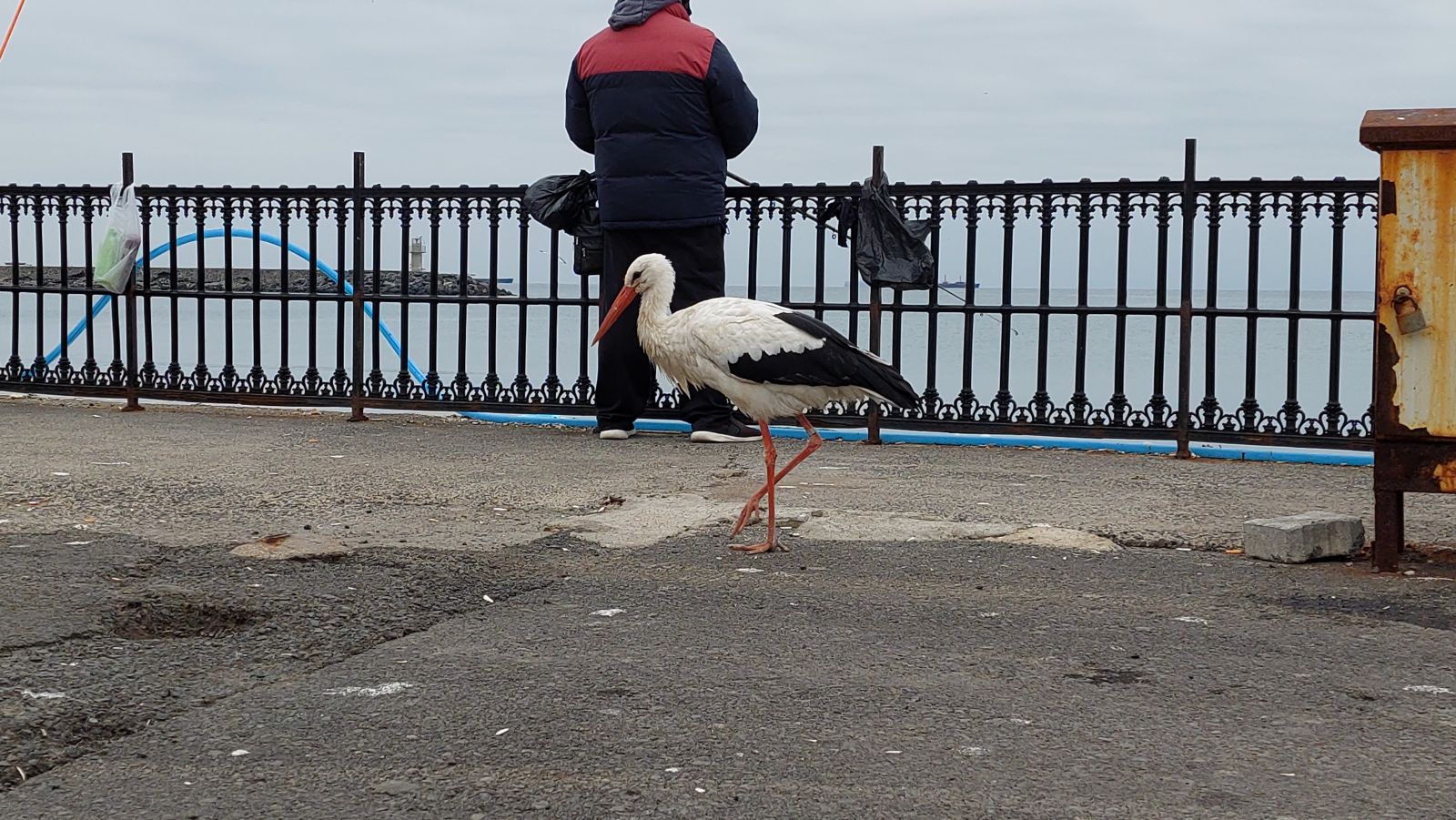 Bacağındaki halka geçmişini ortaya çıkardı! Göç yolunda başına gelmeyen kalmadı