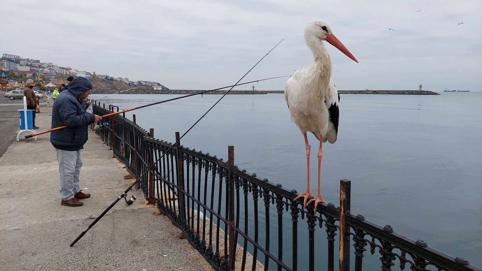 Bacağındaki halka geçmişini ortaya çıkardı! Göç yolunda başına gelmeyen kalmadı